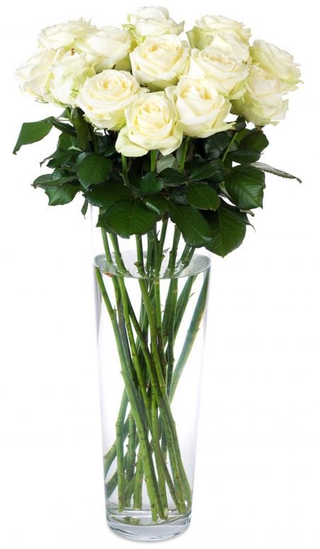 Miflora - Rosenstrauß White Avalanche mit 10 mehrblütigen weißen Rosen für nur 23,08€ inkl. Versand. Miflora Rosenstrauß White Avalanche mit 10 mehrblütigen weißen Rosen für nur 23,08€ inkl. Versand.