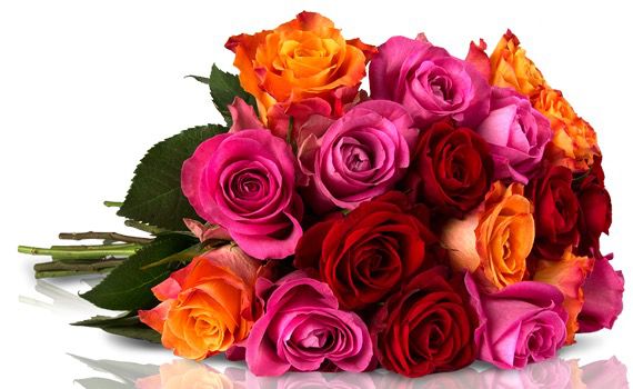 Miflora: 25 Rainbow Rosen für nur 18,90€ Miflora: 25 Rainbow Rosen für nur 18,90€