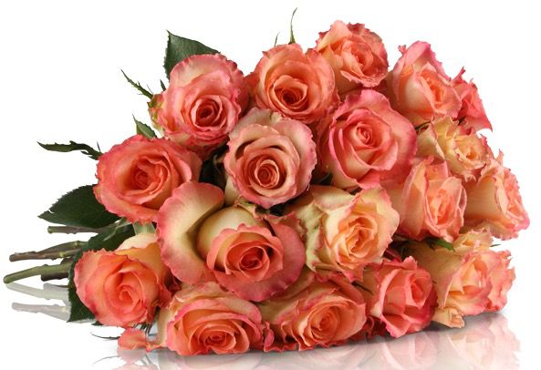 rosa Rosen
