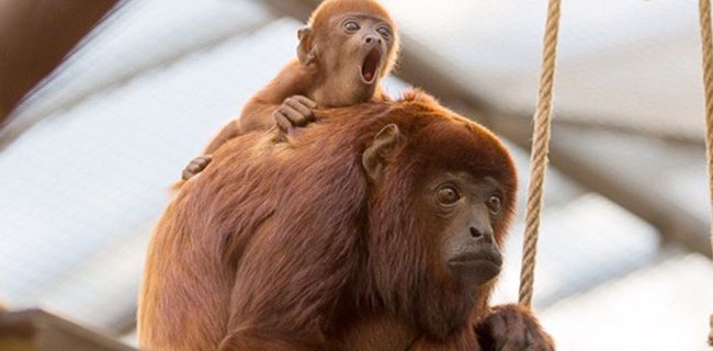 Kölner Zoo Tagesticket und Aquarium inkl. 3 Postkarten für 8,72€ (statt 19,50€)