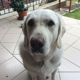 schlado