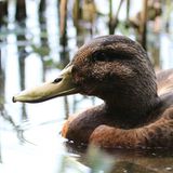 die_ente