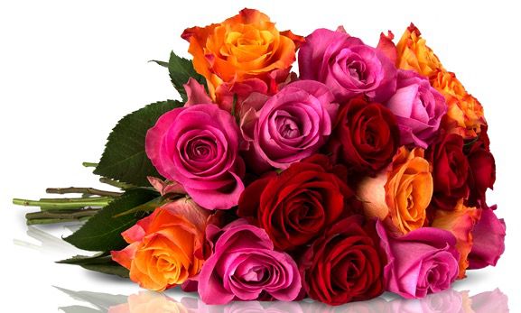 Miflora Rosen Rallye - 28 bunte Rosen für nur 18,90€ Miflora Rosen Rallye 28 bunte Rosen für nur 18,90€