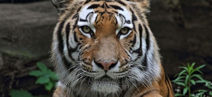 Zoo Duisburg Nachmittags-Tickets + Delfinvorführung ab 5€ Zoo Duisburg Nachmittags Tickets + Delfinvorführung ab 5€