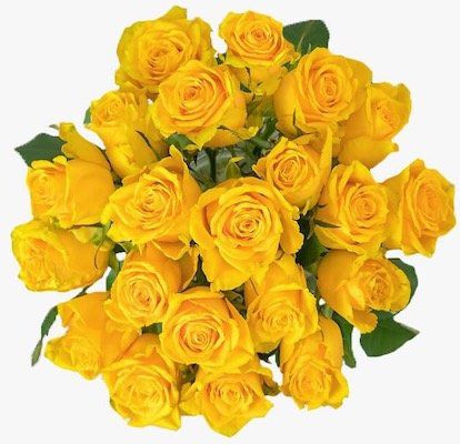 24 gelbe Rosen für 18,94€ inkl. Versand