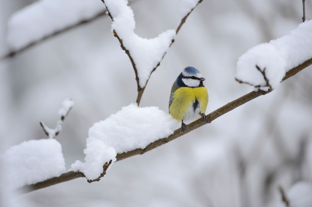 Vögel füttern im Winter – Das günstigste Vogelfutter Vögel füttern im Winter – Das günstigste Vogelfutter