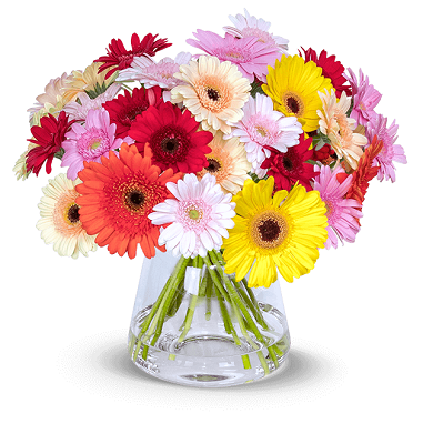 40 bunte Germini Blumen für 24,94€