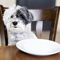 Telefonterror   „Dinner for Dogs“ hart bestraft   150 000€ Bußgeld