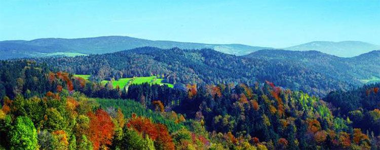 3 ÜN im Schwarzwald inkl. HP & Wellness ab 99€ p.P.