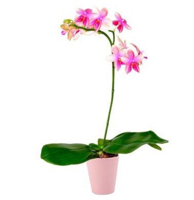 Duftende Orchideen Pflanze + Topf + 30ml Dünger für 16,95€ (statt 28€)