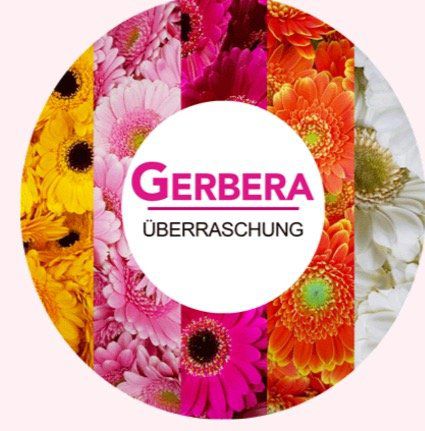 30 Gerbera Blumen in Überraschungsfarbe für 18,94€