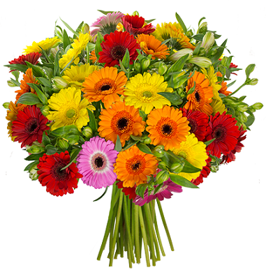 12 bunte Gerbera und 12 Inkalilien für 24,94€