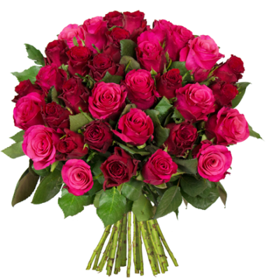 36 rote + pinke Rosen mit 50cm Länge für 24,94€