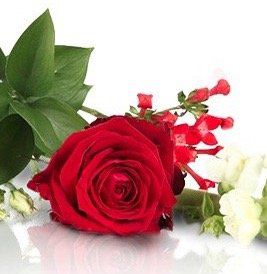 Lovely Red Blumengruss mit roter Rose für 12,90€ Lovely Red Blumengruss mit roter Rose für 12,90€