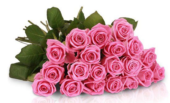 20 Lovely Pink Rosen für 17,90€