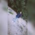 halil03