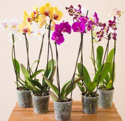 5 Orchideen mit je zwei Rispen (60 70cm hoch) für 29,98€