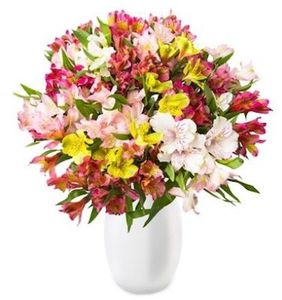 41 Inkalilien (bis zu 300 Blüten) für 22,98€ 41 Inkalilien (bis zu 300 Blüten) für 22,98€