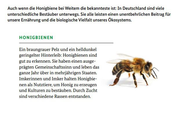 Gratis: Bienenfreundliche Pflanzen   Das Lexikon für Balkon, Garten und andere Pflanzenorte