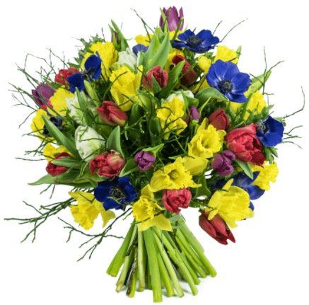 20 bunte Tulpen, 20 Narzissen und 7 Anemonen aufgebunden mit 3 Heidelbeeren für 29,98€