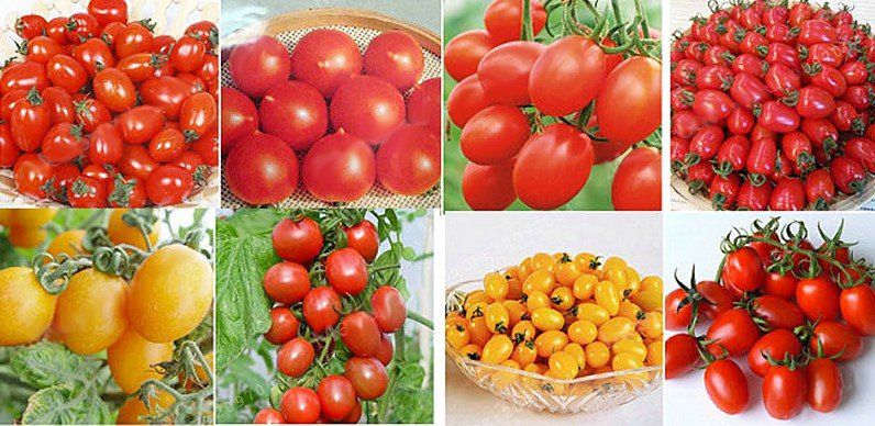 200 Tomatensamen für den Balkon für Rote, Schwarze oder Gelbe Tomaten für je 1,62€