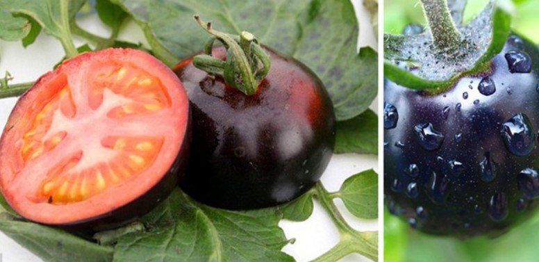 200 Tomatensamen für den Balkon für Rote, Schwarze oder Gelbe Tomaten für je 1,62€