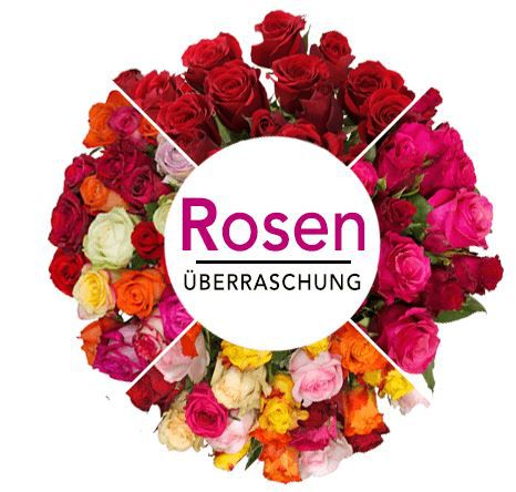 Rosenüberraschung: 50 bunte Rosen bis 50cm für 30,48€