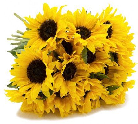 Sonnenblumen Strauß mit 8 Blumen und max. 50cm Länge für 13,87€