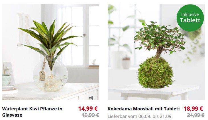 Blume2000 Sale mit günstigen Pflanzen   z.B. Wasserpflanze Kiwi in Glasvase für 19,94€ (sonst 25€)