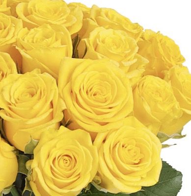 50 gelbe Rosen für 24,98€ inkl. Versand