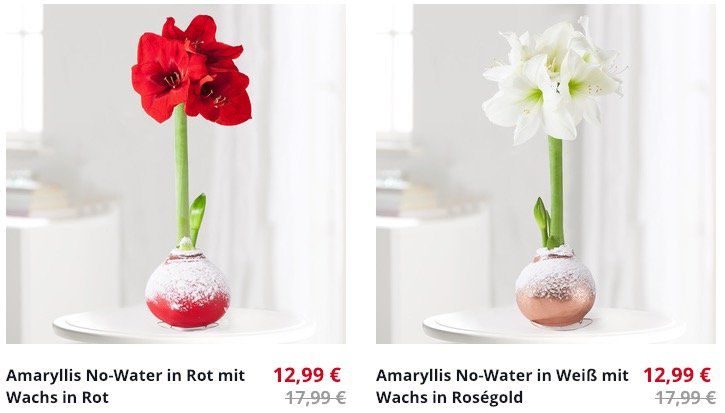 Blume2000 mit 30% Rabatt auf ausgewählte Weihnachtsblumen   z.B. Amaryllis No Water in Weiß mit Wachs in Roségold