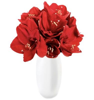 10 rote Amaryllis mit 30 40 Blüten für 23,98€