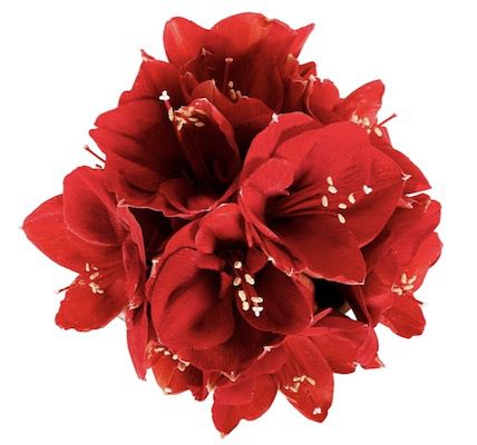 10 rote Amaryllis mit 30 40 Blüten für 23,98€