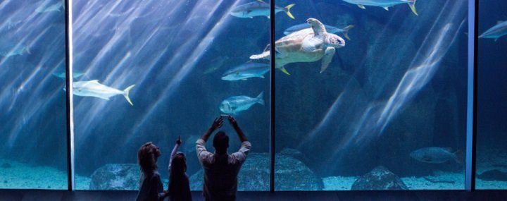 Für DKB Aktivkunden: Gratis Besuch von Unterwasserwelten