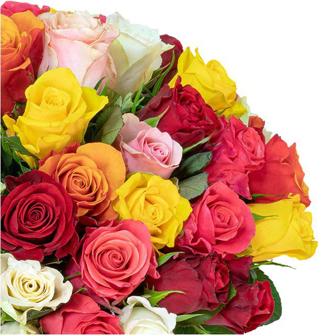 🌹 50 bunte Rosen mit 50cm für 27,98€ inkl. Lieferung   0,56€ pro Rose!