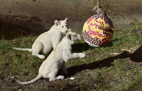 Serengeti Park: Ei dabei   Eintritt frei für Kinder bis 12 Jahre am Ostersonntag