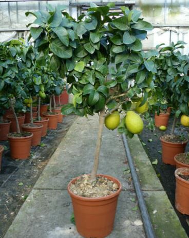Zitronenbaum 70 &#8211; 100 cm für 33,33€ (statt 44€)