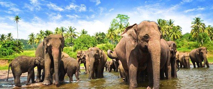 15 Tage Sri Lanka Rundreise mit Badeurlaub im 4* Hotel (94%) ab 1.489€ p.P.