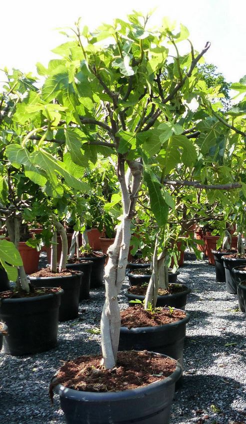 Ficus Carica Feigenbaum hell und dunkel Winterhart für 49,95€ (statt 60€)