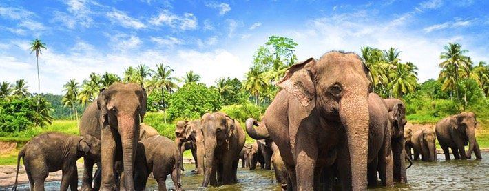 15 Tage Sri Lanka Malediven Rundreise mit uralten Tempeln und weißen Stränden ab 2.649€ p.P.