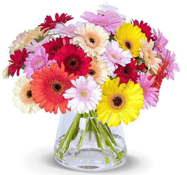 40 bunte Gerberas für 20,98€ inkl. Zustellung