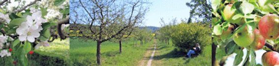 Obst selbst ernten und gratis mitnehmen z.B. in Bielefeld