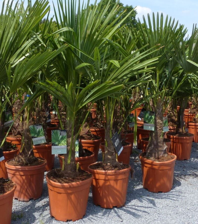 Hanfpalme XXL bis 170cm Trachycarpus fortunei winterhart für 89,90€ (statt 100€)