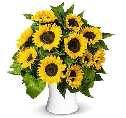 20 Sonnenblumen mit ca. 50cm Stiellänge für 23,98€
