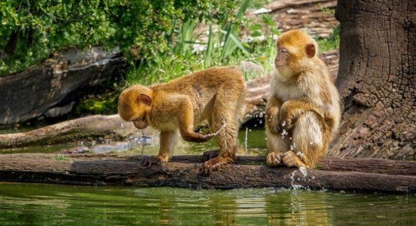 Tageskarte Thüringer Zoopark Erfurt für 10€ (statt 15€)