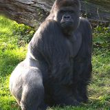 Silberruecken