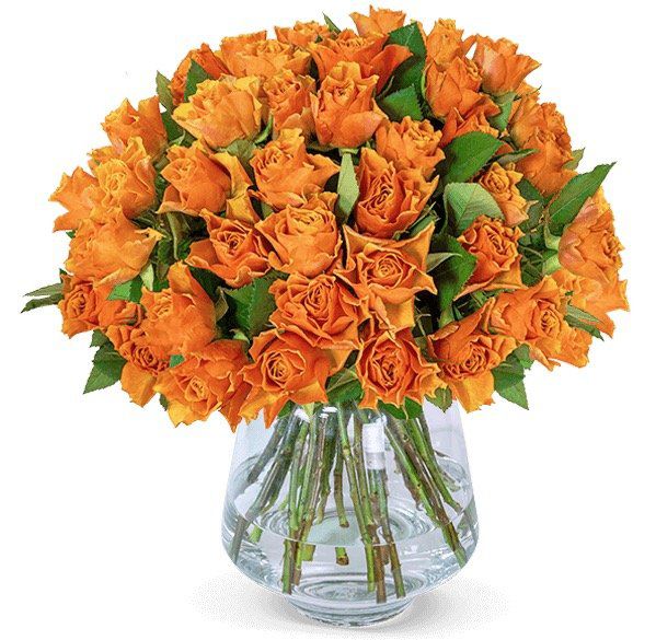 35 orangefarbene Rosen für 24,98€