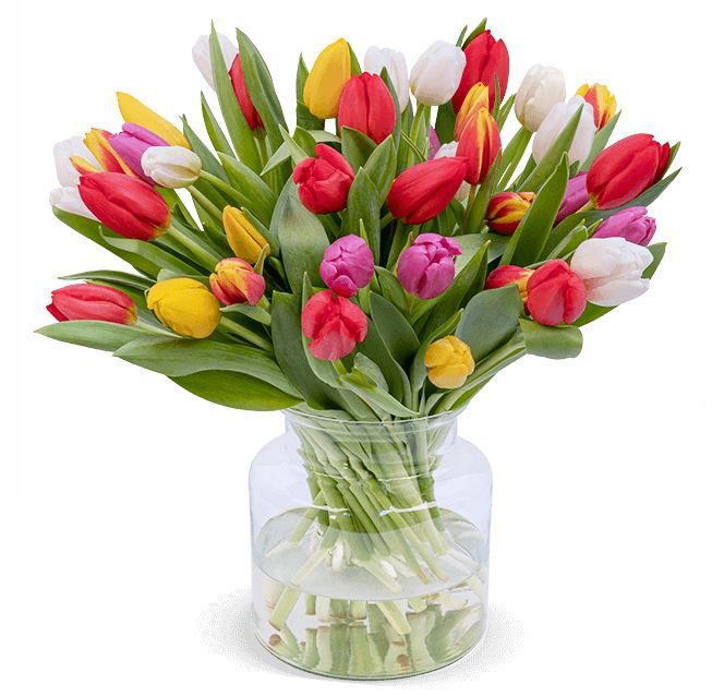 50 bunte Tulpen   frischer Frühlingsstrauß für 30,98€ (statt 45€)