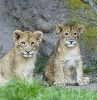 ÜN in Leipzig inkl. Zoobesuch &#038; weiteren Extras ab 59€ p.P.