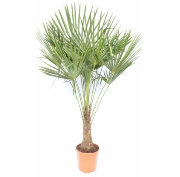 Hanfpalme bis 160cm winterhart für 89,99€ (statt 129€)